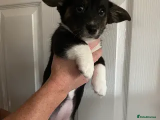 Welsh Corgi Cardigan dogs Welsh Cardigan Corgis by 5 ⭐️ Licensed Breeder - Advert 3