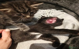 Mixed Breed cats for sale: Ragdoll (mum) X Tabby (dad) - blue eyes ! - Image 10