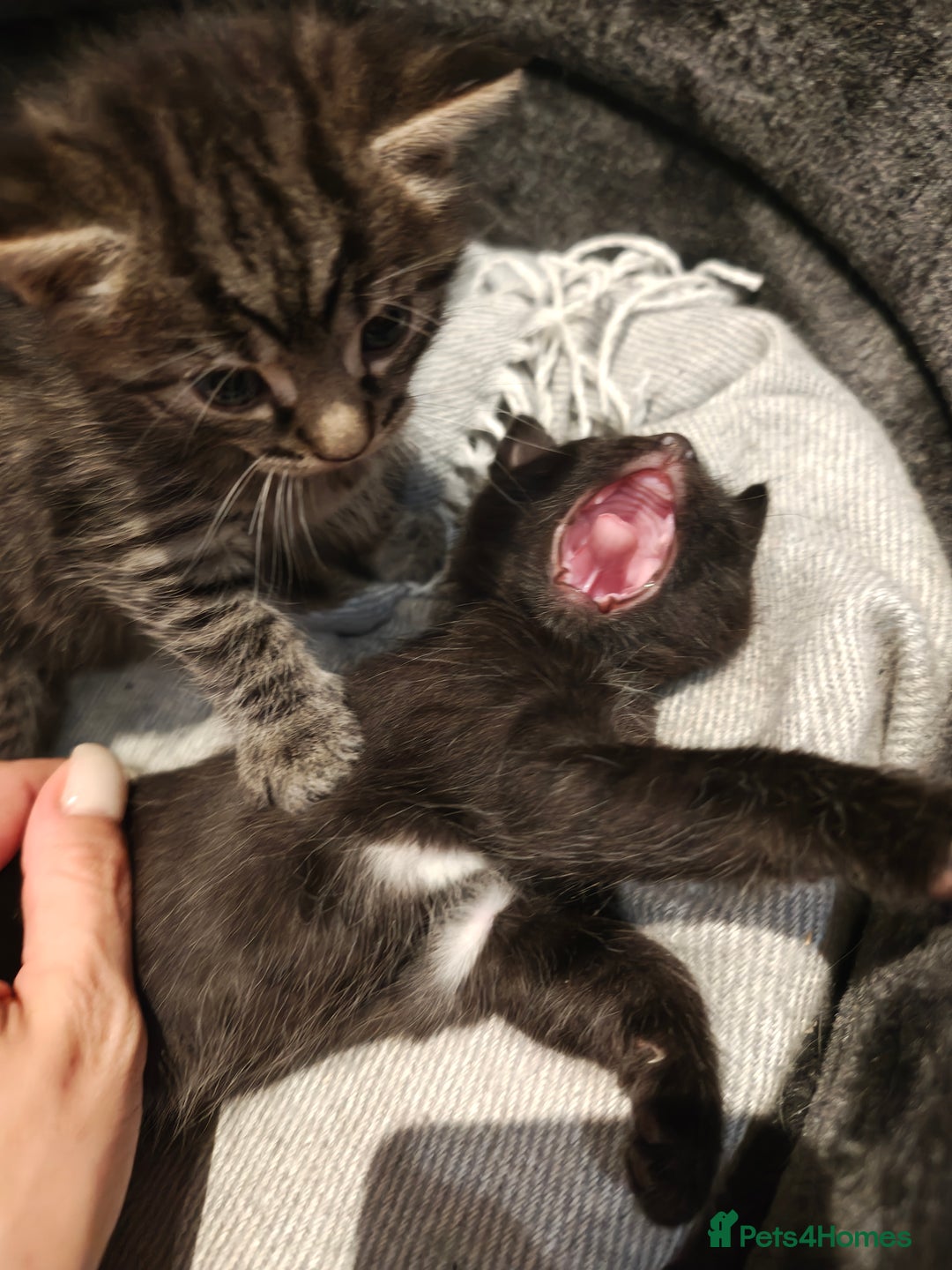 Mixed Breed cats for sale: Ragdoll (mum) X Tabby (dad) - blue eyes ! - Image 10