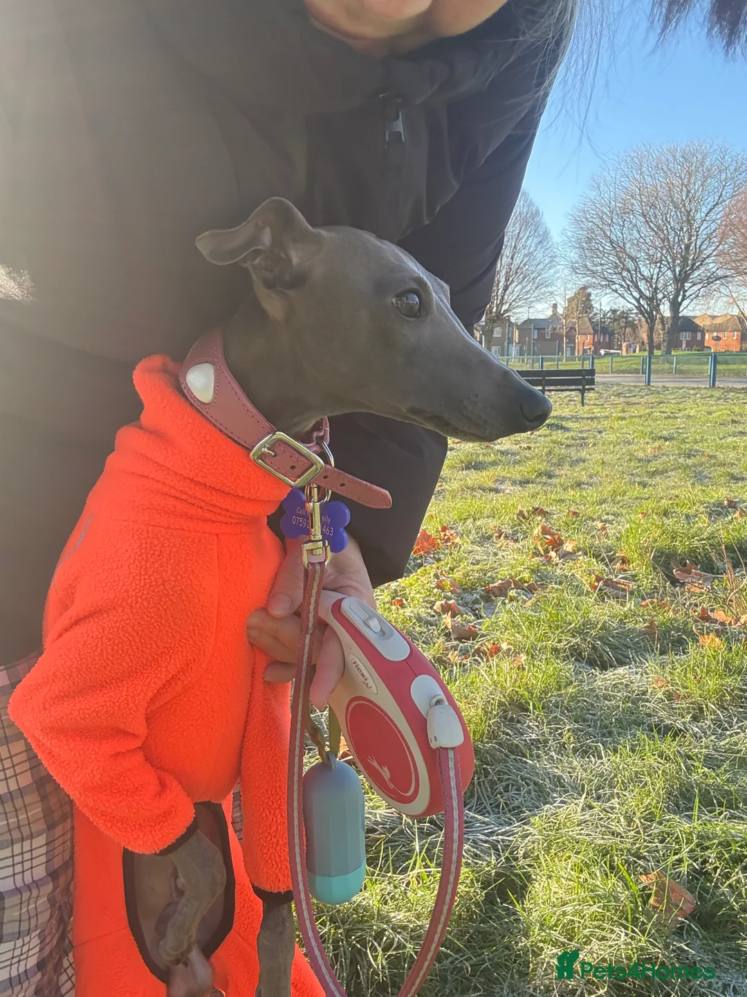 Italian Greyhound dogs for stud: Proven handsome blue Italian greyhound  in London - Advert 11