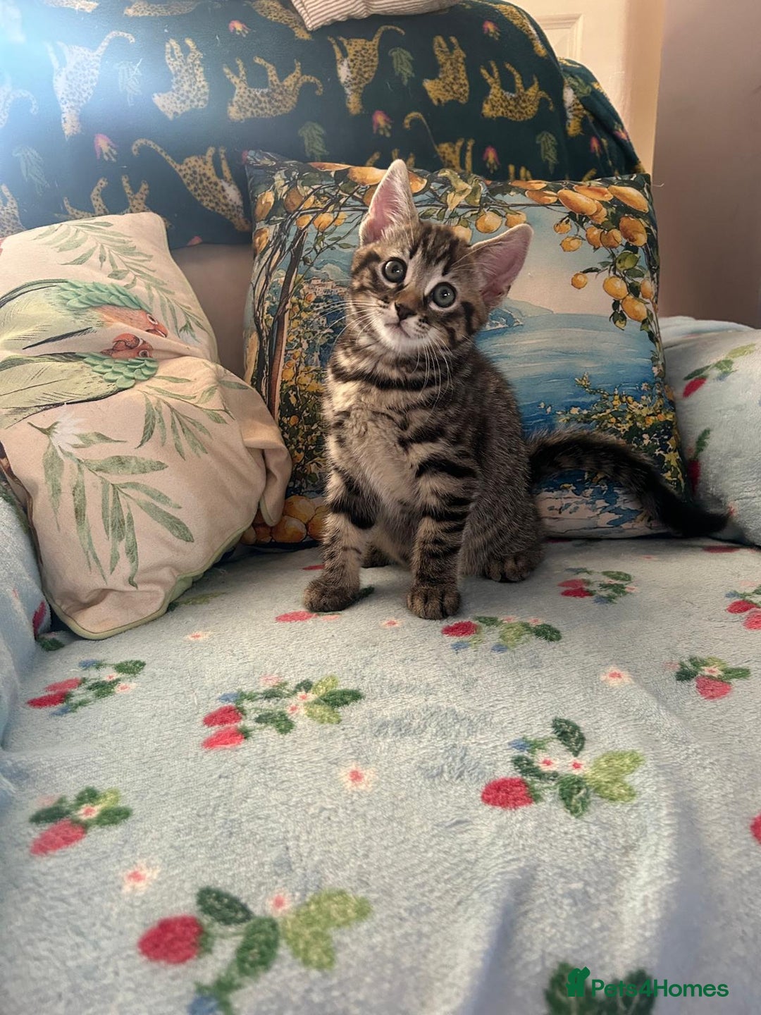 Mixed Breed cats for sale: Female kittens - Image 4