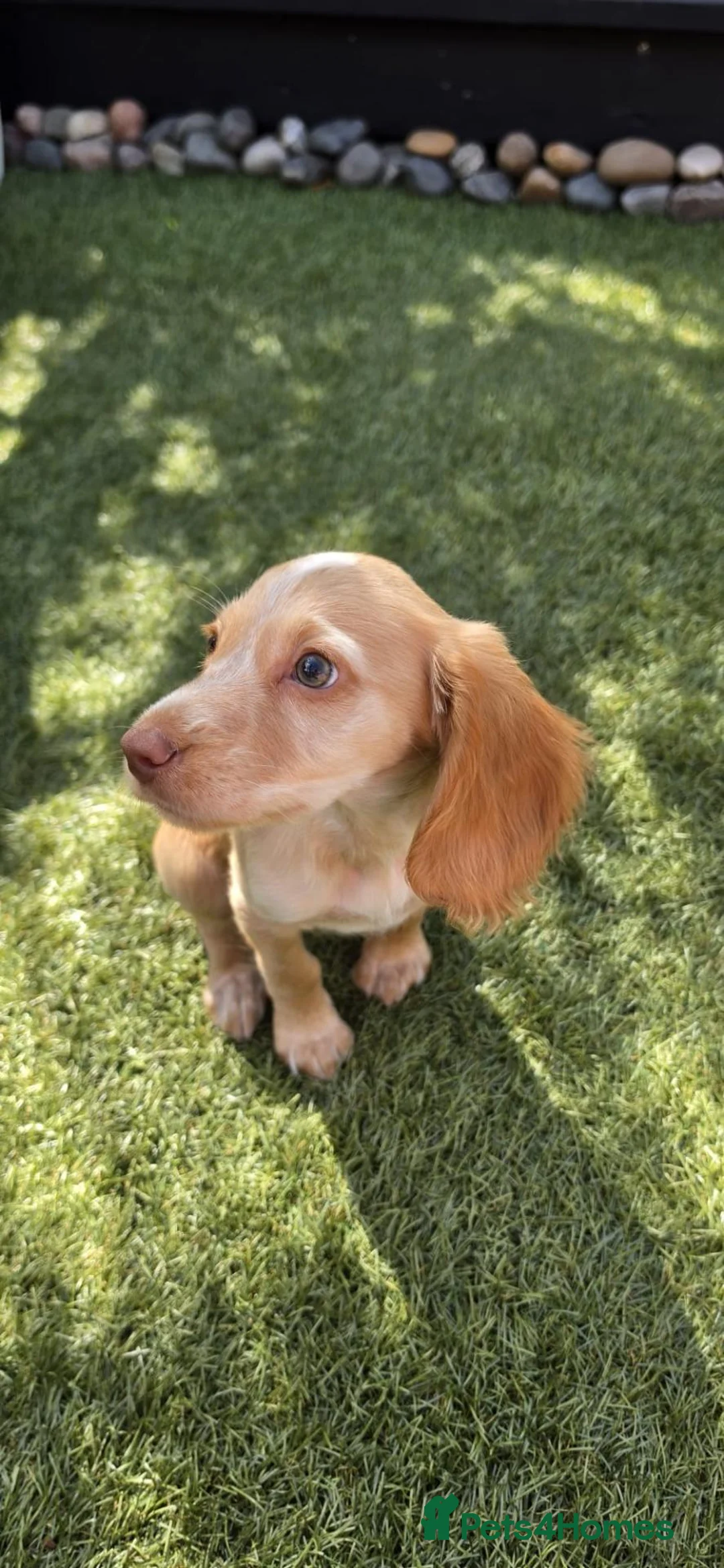 Cocker Spaniel dogs for sale: 18 week old female cocker spaniel  in Cheadle - Advert 2