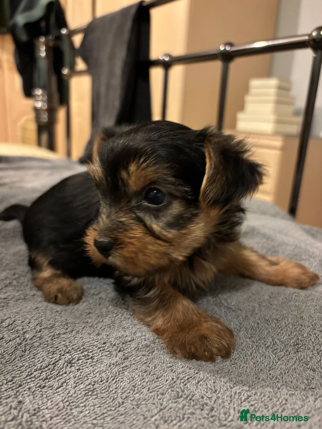 Yorkshire Terrier dogs for sale: 4 Stunning Miniature Yorkshire terriers for sale  - Advert 24