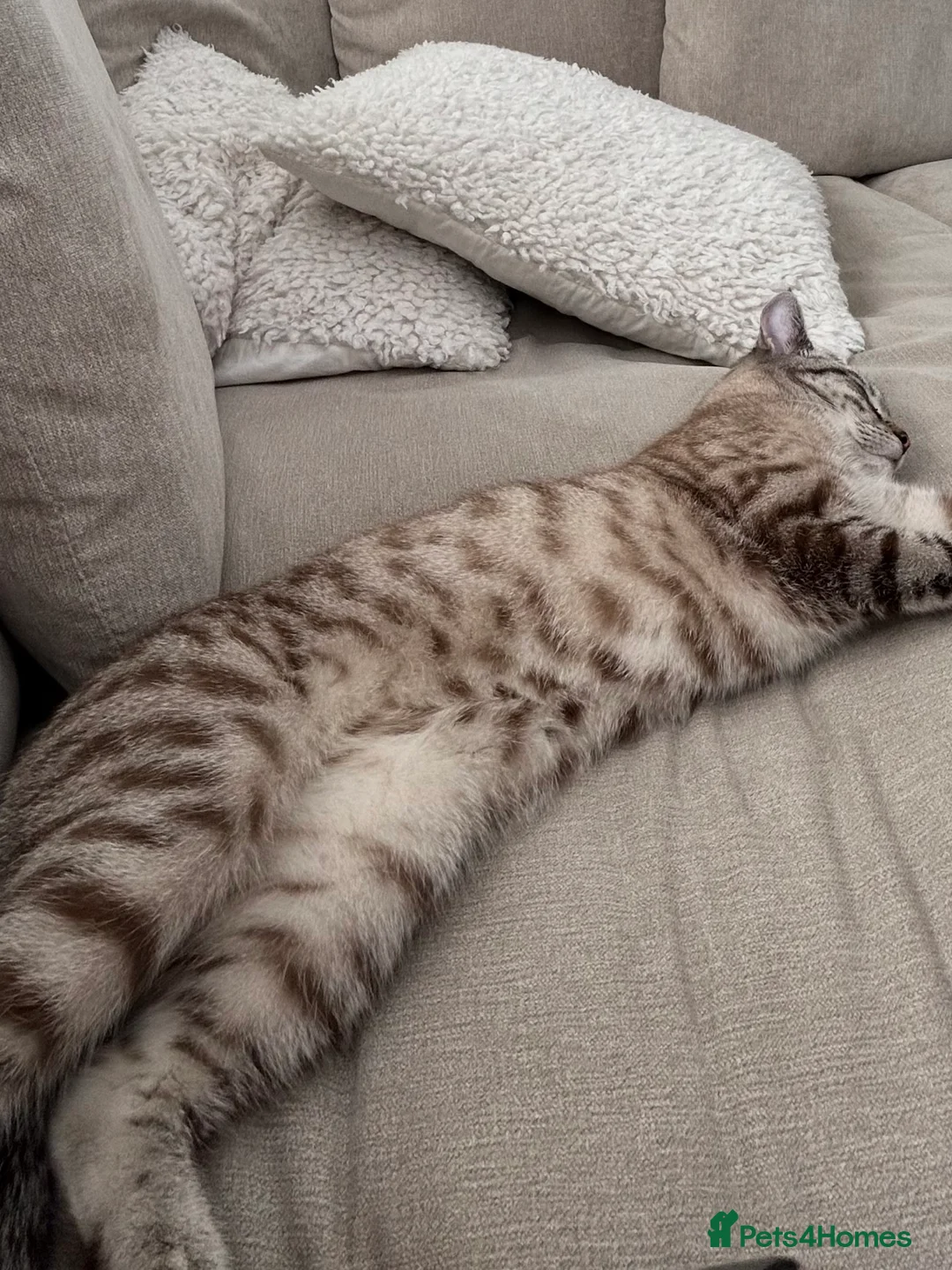 Mixed Breed cats for sale: Female neutered cat  - Advert 2