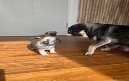 Pug dogs for sale: 1 pug (shug) who was reserved has became available - Image 10