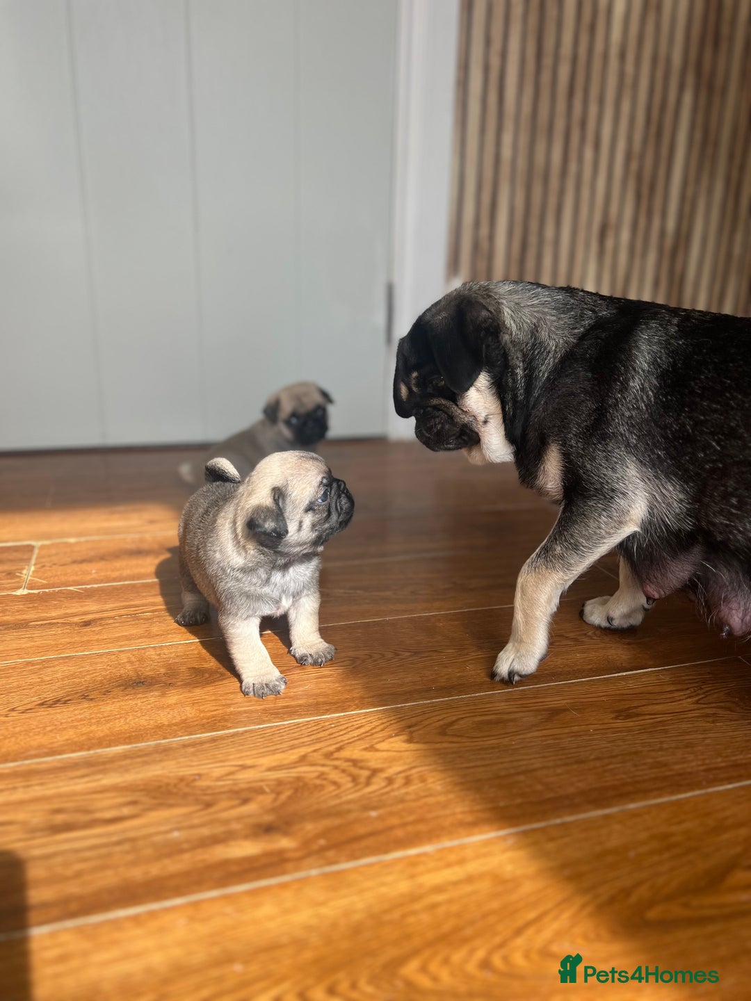 Pug dogs for sale: 1 pug (shug) who was reserved has became available - Image 10