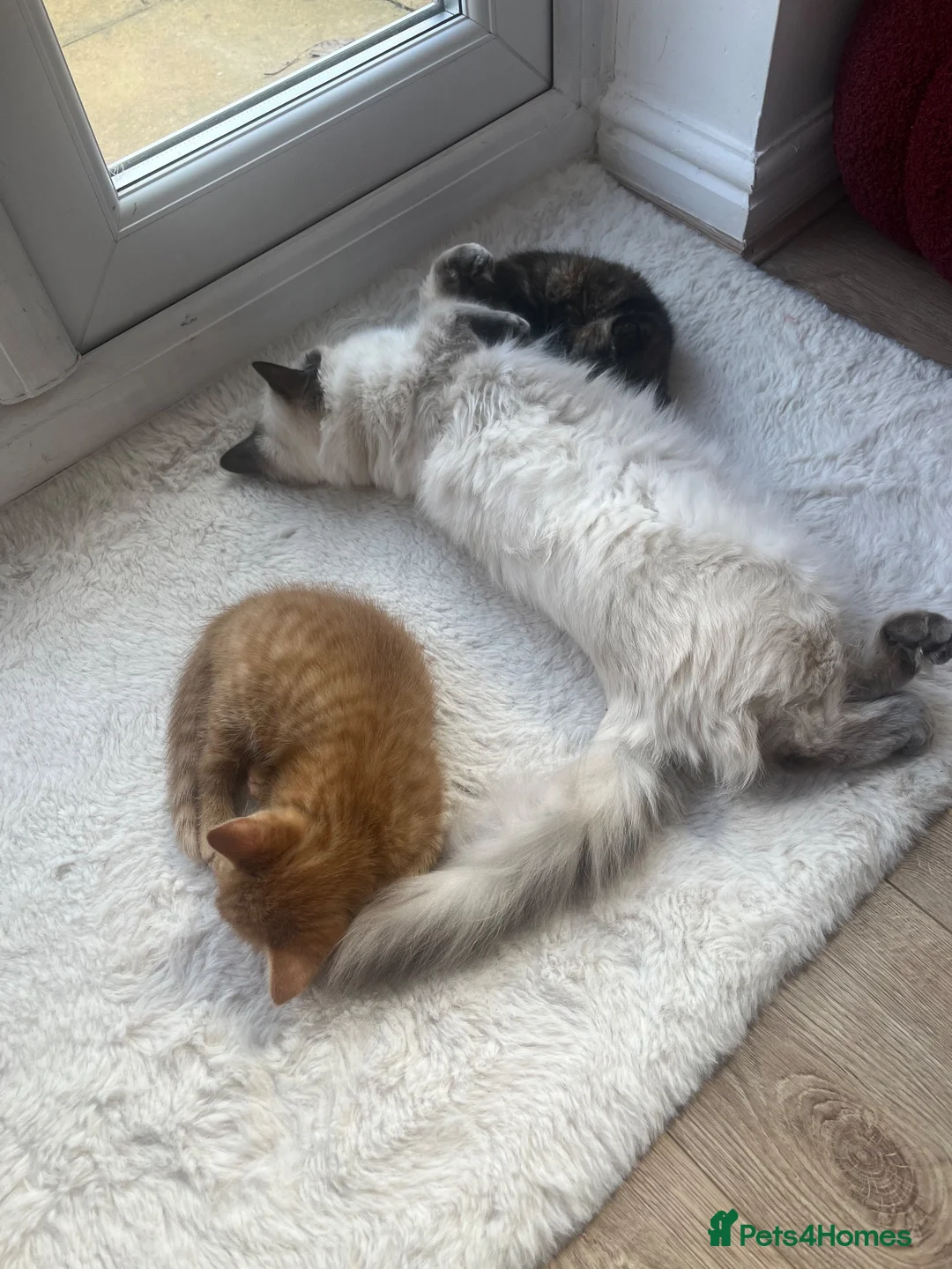 Ragdoll cats for sale: Ragdoll for sale  - Advert 2
