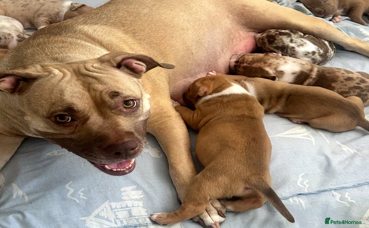 American Bully dogs - Advert 5