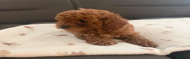 Toy Poodle 1