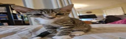 Mixed Breed cats for sale: Tabby torty cross in Derby - Advert 25