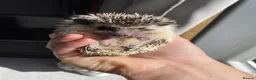 Pygmy Hedgehog rodents for sale: Baby African Pygmy hedgehogs  in Dartford - Advert 3