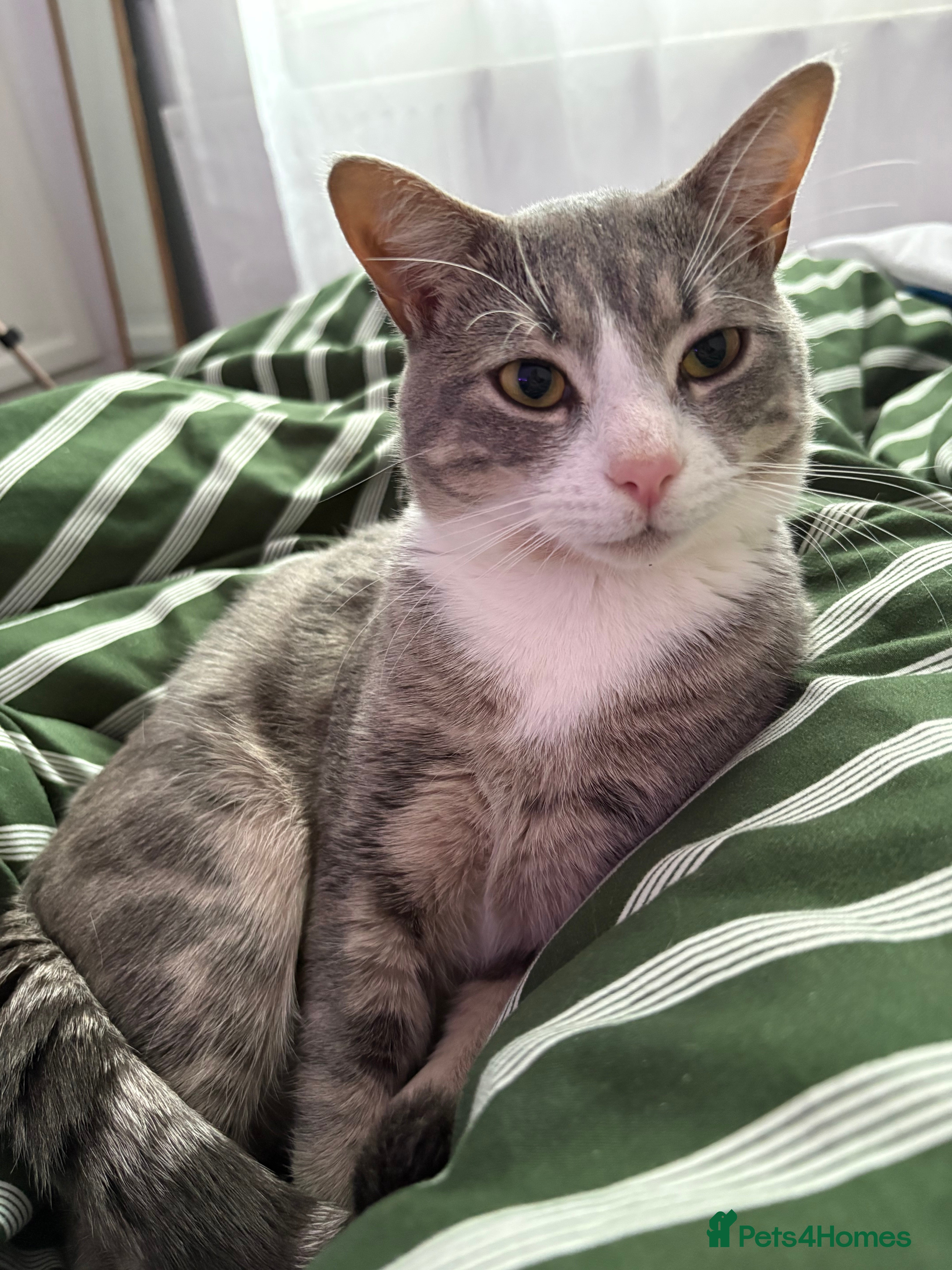 American Shorthair cats kitten for sale - Advert 2