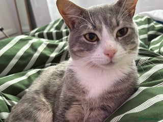 American Shorthair cats kitten for sale - Advert 2