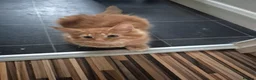 Maine Coon cats for sale: Gccf Pedigree Maine Coon kittens in Yeovil - Advert 6