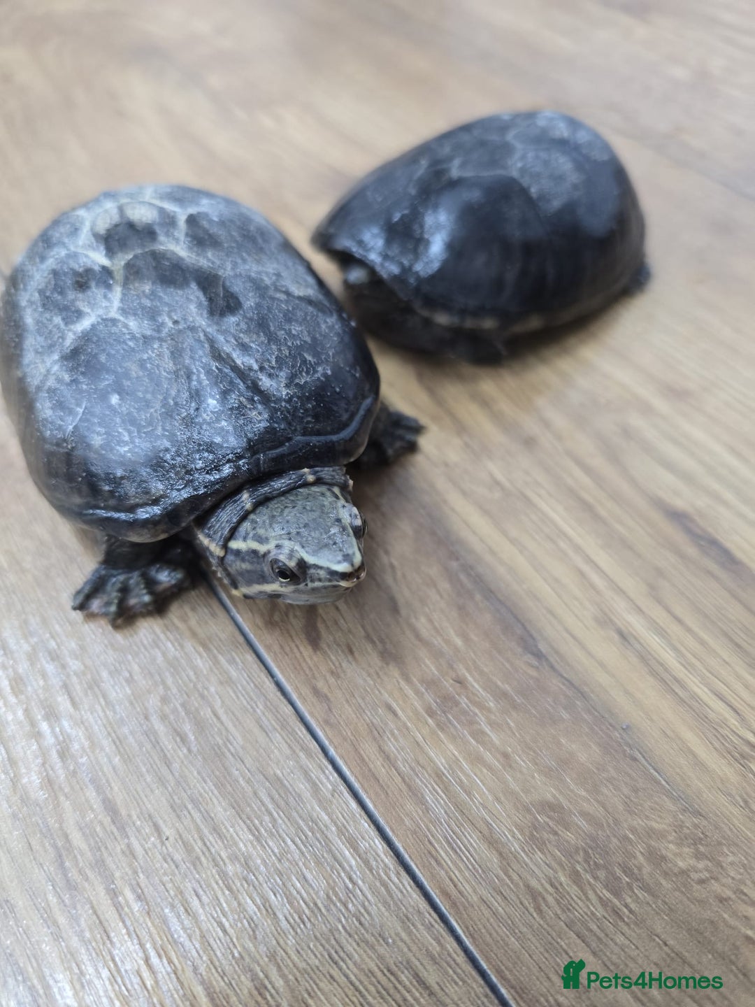 Turtle reptiles for sale: Turtles - Musk Turtles URGENT  - Advert 3