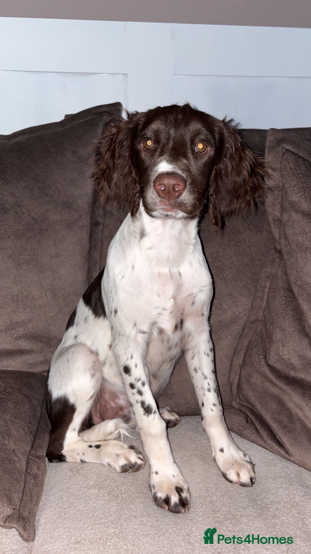 English Springer Spaniel dogs English Springer spaniel female  - Advert 9
