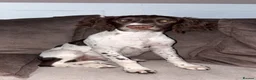 English Springer Spaniel dogs for sale: English Springer spaniel female  - Advert 1
