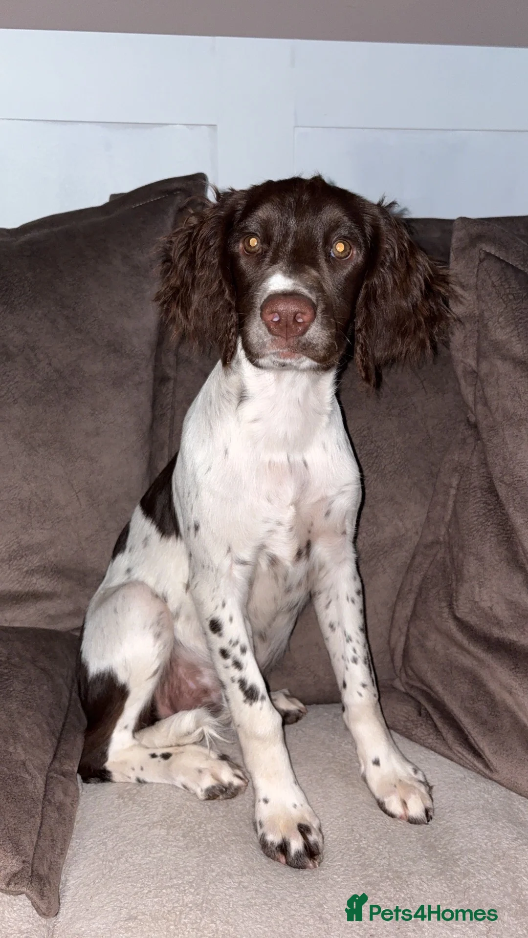 English Springer Spaniel dogs for sale: English Springer spaniel female  - Advert 1