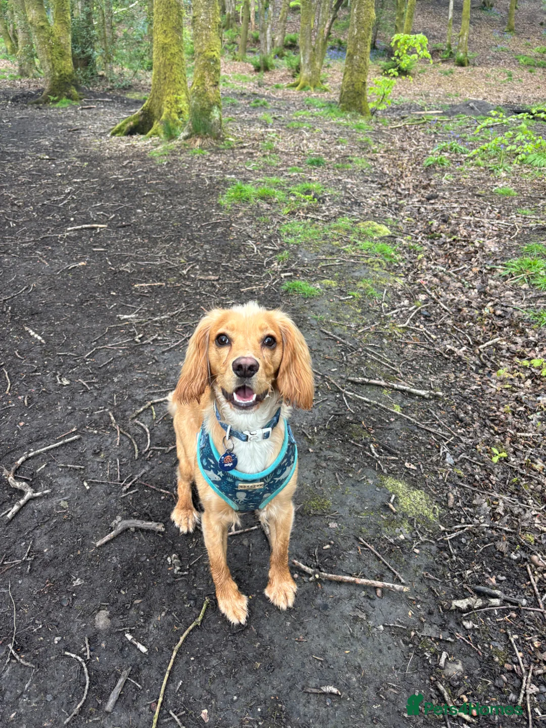 Cocker Spaniel dogs for sale: Cocker Spaniel  in Bury - Advert 1