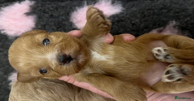 Maltipoo dogs - Advert 11