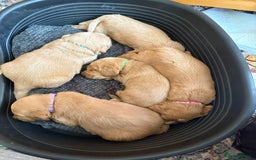 Labradoodle dogs for sale: Beautiful litter of 5 labradoodle puppies  - Image 7