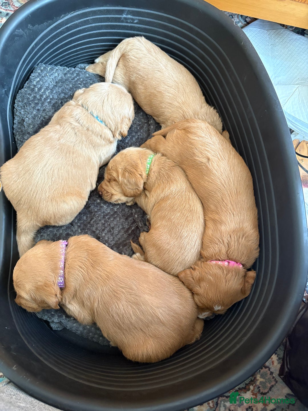 Labradoodle dogs for sale: Beautiful litter of 5 labradoodle puppies  - Image 7