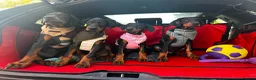 Dobermann dogs for sale: 🐾 Doberman Puppies – Waiting List Now Open 🐾 - Advert 10