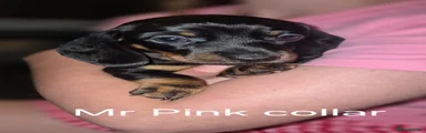 Mr Pink Collar Black/Tan