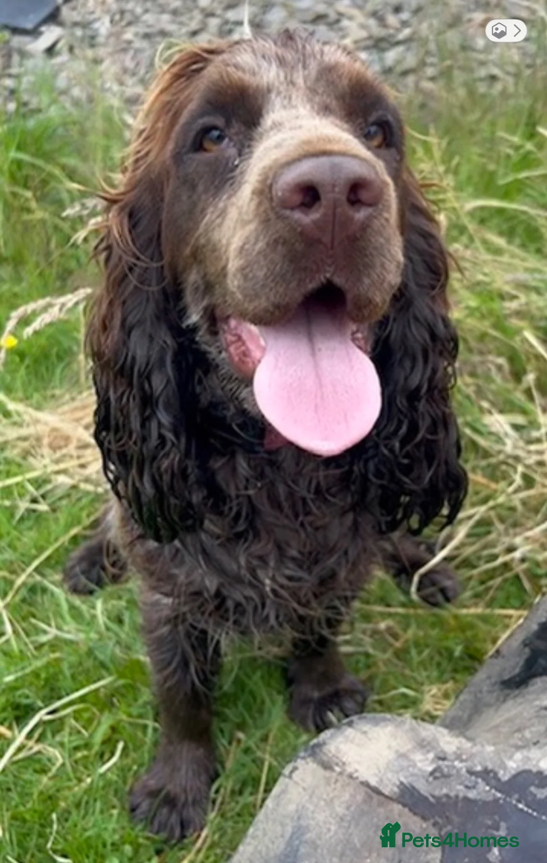 Cocker Spaniel dogs for sale: Show cocker puppies - Advert 11