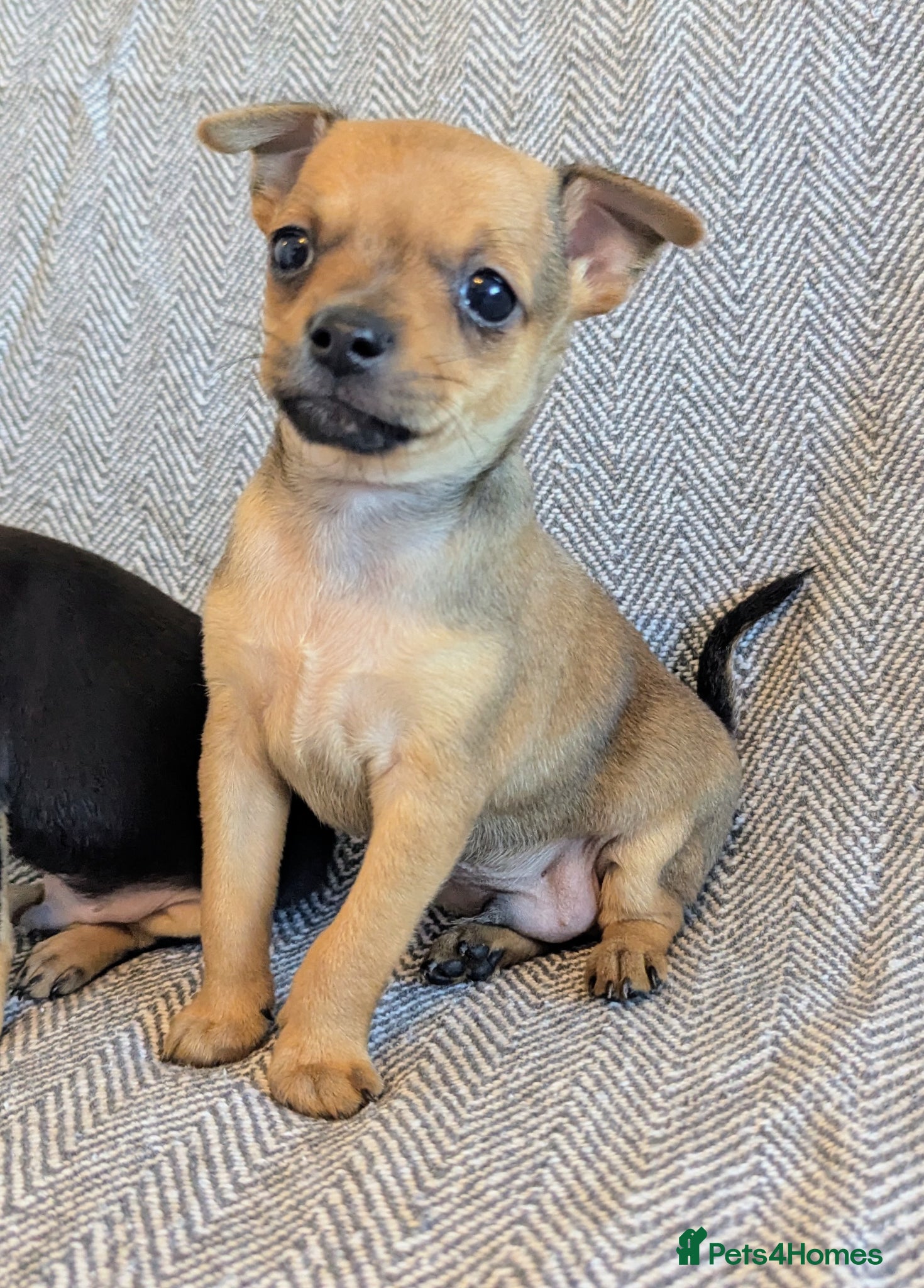 Mixed Breed dogs Adorable Tiny Chipin, Chihuahua x Pinscher boys,  - Advert 2