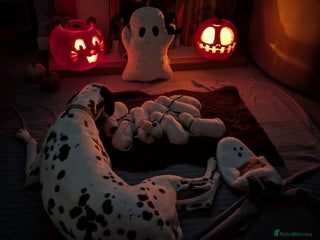 Dalmatian dogs - Advert 1