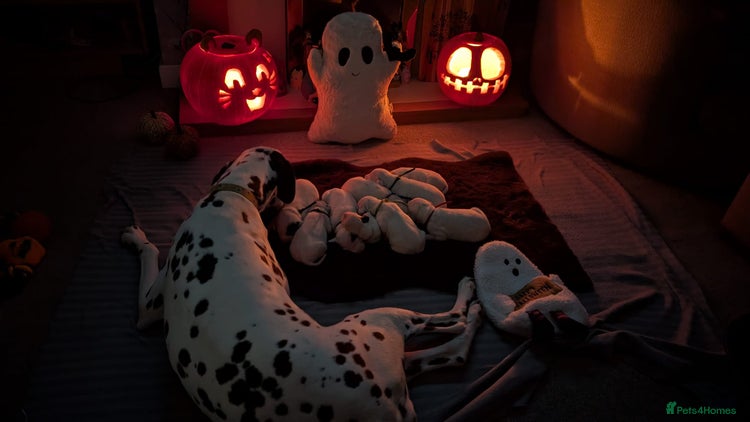 Dalmatian dogs - Advert 1