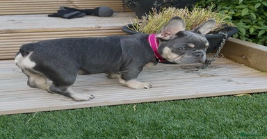 French Bulldog dogs - Advert 3