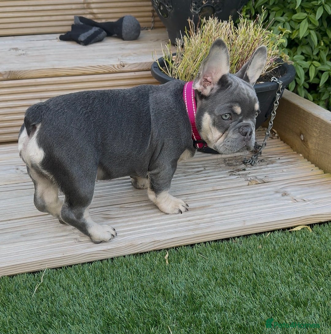 French Bulldog dogs for sale: French bulldog gorgeous girl - Image 2