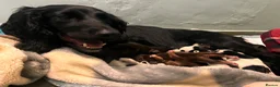 Cocker Spaniel dogs for sale: Stunningly beautiful spaniels  - Advert 25