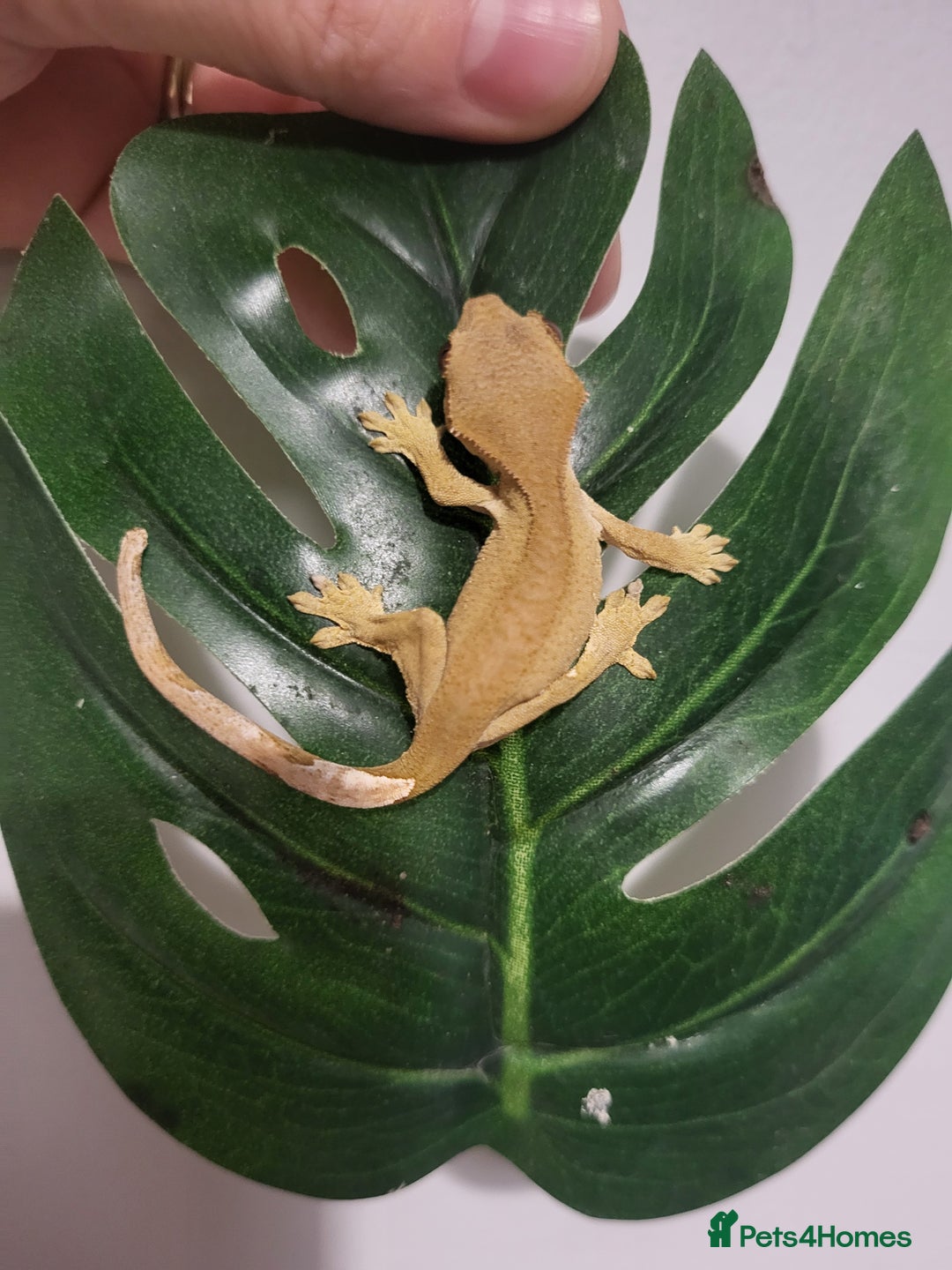 Gecko reptiles for sale: Unsexed Baby Crested Geckos - Advert 5