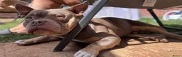 American Bully dogs for sale: Pocket bully  - Advert 4