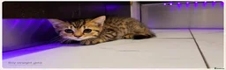 Scottish Fold cats for sale: Scotish Fold Kittens - Advert 16