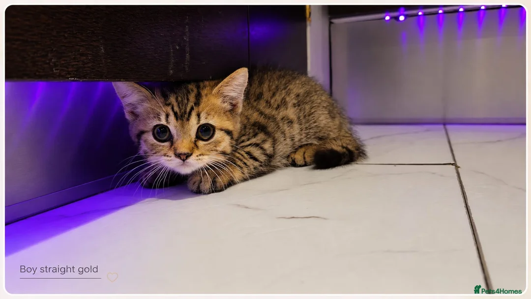 Scottish Fold cats for sale: Scotish Fold Kittens - Advert 16