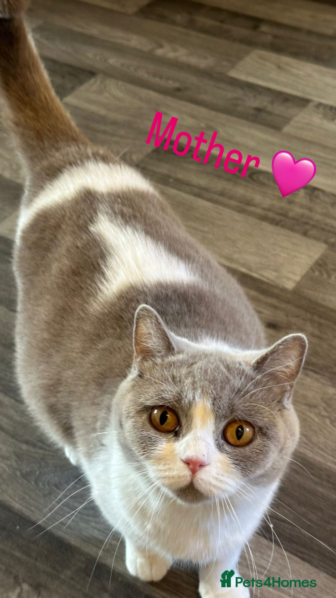 Mixed Breed cats for sale: British Shorthair / Mixed kittens  - Advert 2