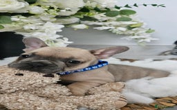 French Bulldog dogs for sale: French bulldog lilac/blue fawn  - Image 4