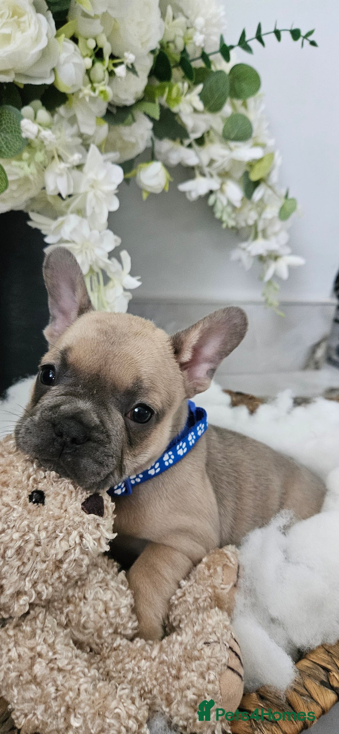 French Bulldog dogs for sale: French bulldog lilac/blue fawn  - Image 4