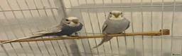 Budgerigars birds for sale: Baby Budgies - Advert 8