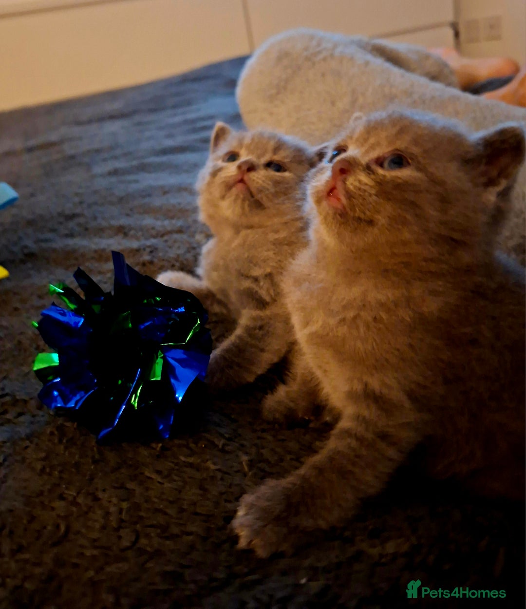 British Shorthair cats for sale: British blue kittens GCCF registered 🩷💜 - Advert 9