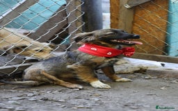 Mixed Breed dogs for adoption: 💖🐶 LOLLY & JOLIE 🐶💖 - Image 31