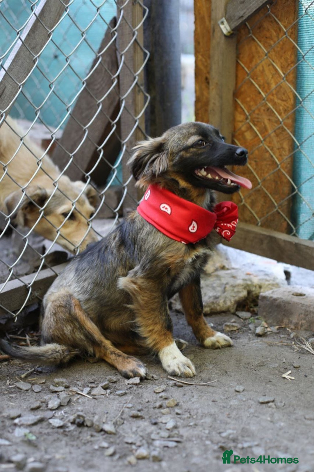 Mixed Breed dogs for adoption: 💖🐶 LOLLY & JOLIE 🐶💖 - Image 31