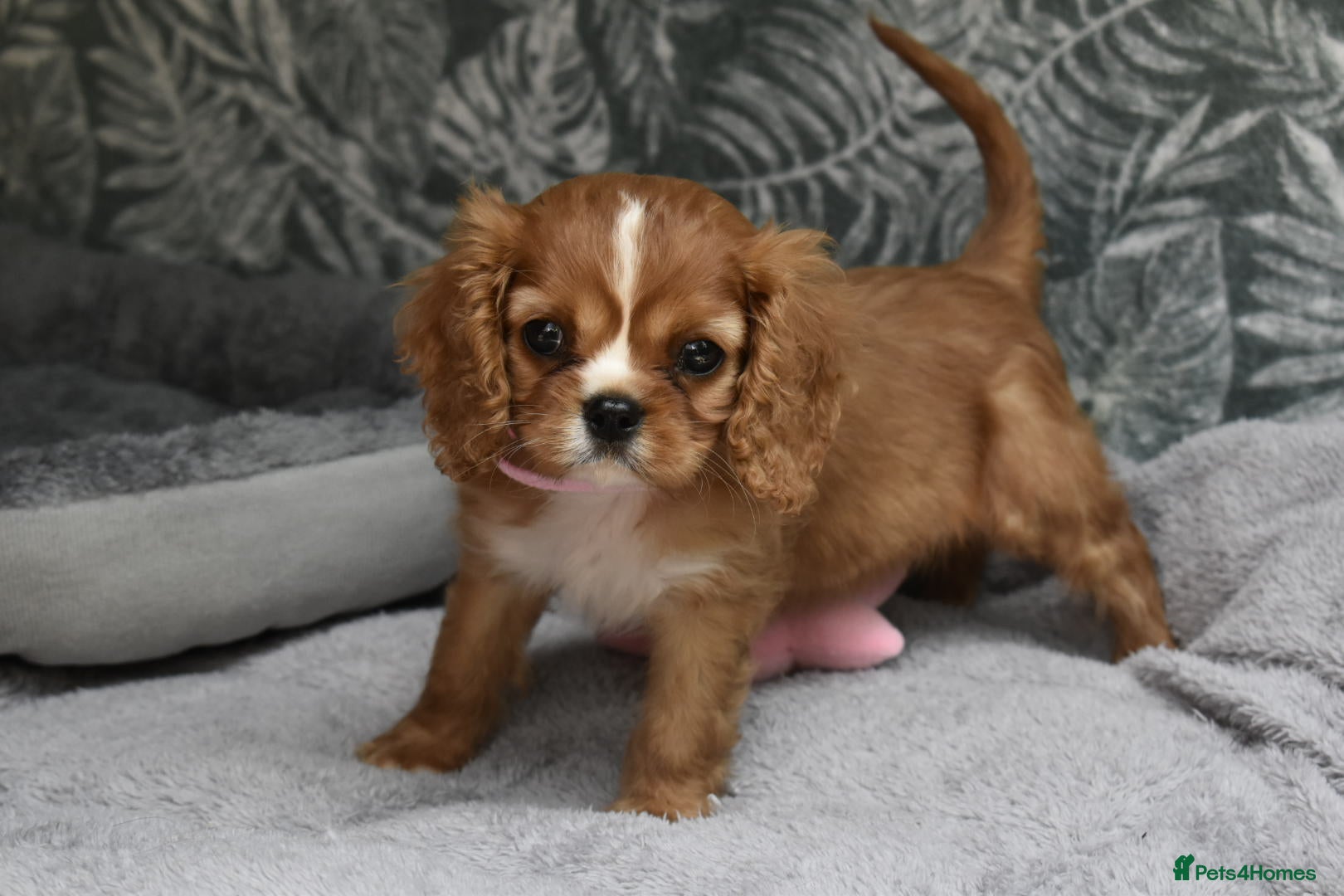 Cavalier King Charles Spaniel dogs FULLY HEALTH TESTED KC CAVALIERS PUPPIES - Advert 7