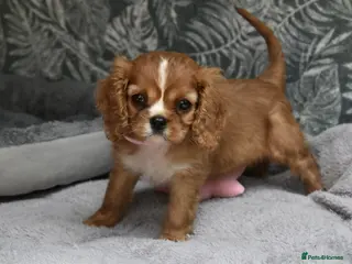 Cavalier King Charles Spaniel dogs FULLY HEALTH TESTED KC CAVALIERS PUPPIES - Advert 10