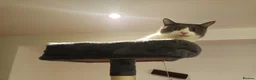 Mixed Breed cats for sale: 7 little kittens looking for new home. - Advert 12