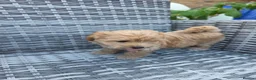 Maltipoo dogs for sale: Maltipoo lovely, cutest puppy - Advert 8